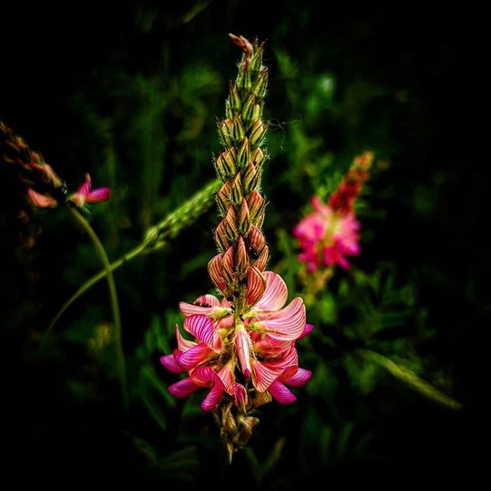 An Amateur Photographer From Kiev Creates Amazing Photos Of Plants Using A Smartphone