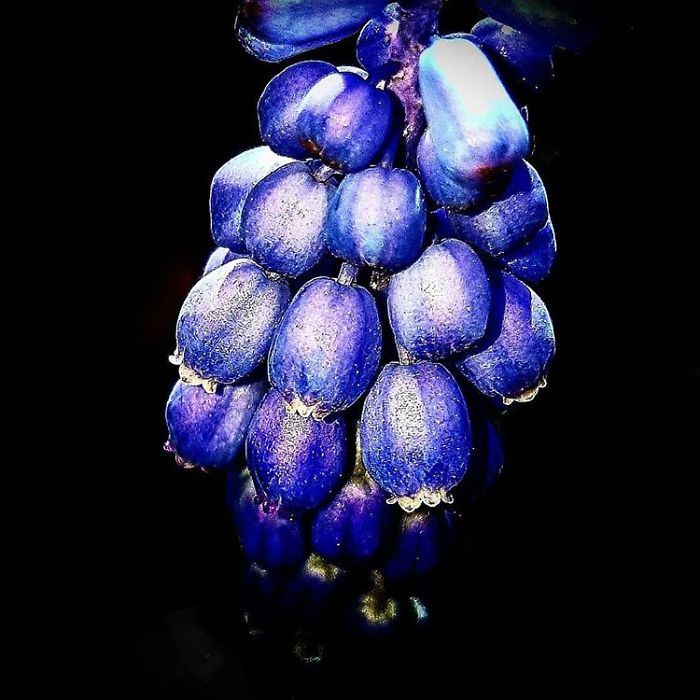 An Amateur Photographer From Kiev Creates Amazing Photos Of Plants Using A Smartphone