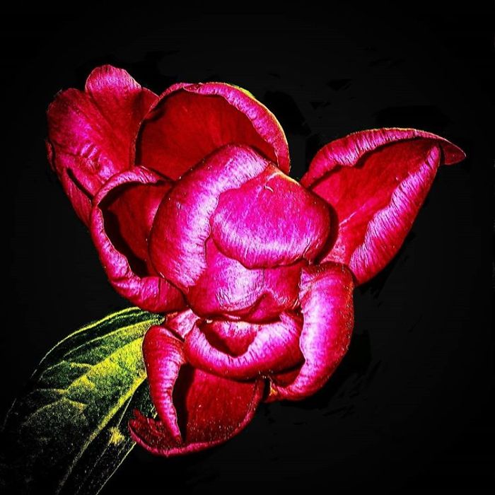 An Amateur Photographer From Kiev Creates Amazing Photos Of Plants Using A Smartphone