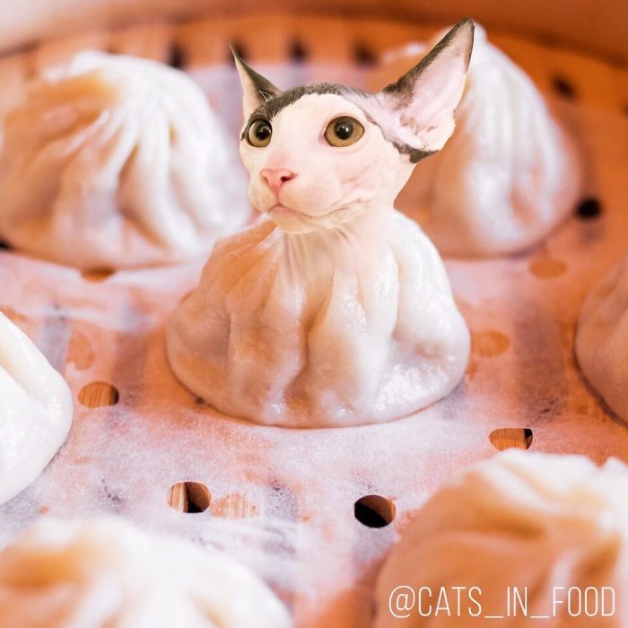 I Photoshop Cats Into Food