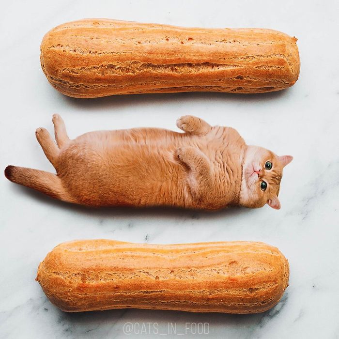 I Photoshop Cats Into Food