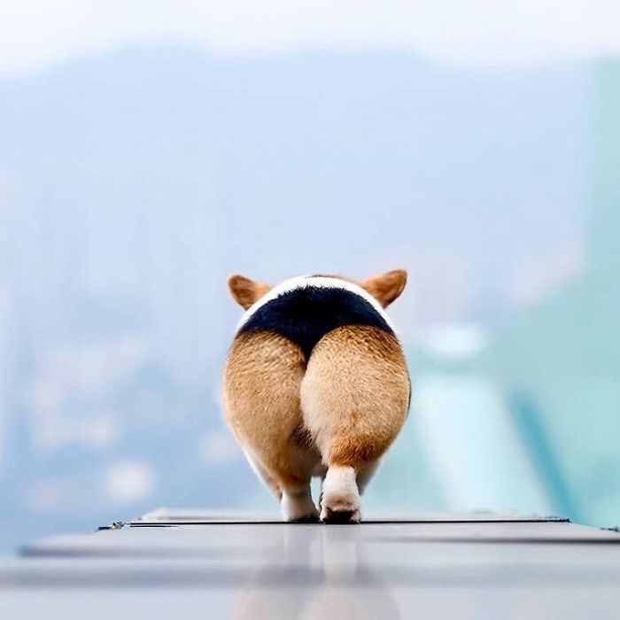 Perfectly Shaped Momo!