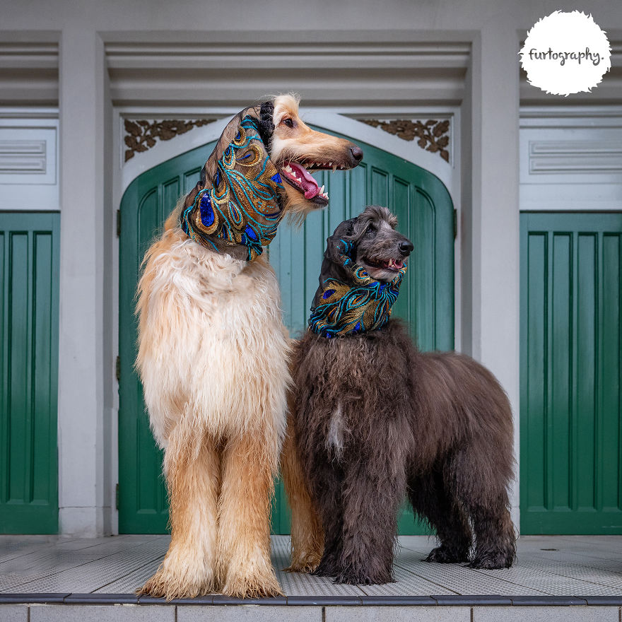 11 Wedding Pictures Of Adorable Dog Couples 11 Wedding Pictures Of Adorable Dog Couples