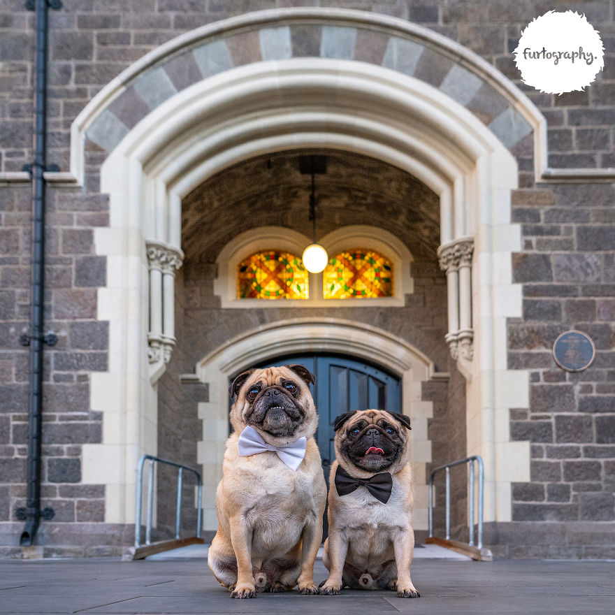 11 Wedding Pictures Of Adorable Dog Couples