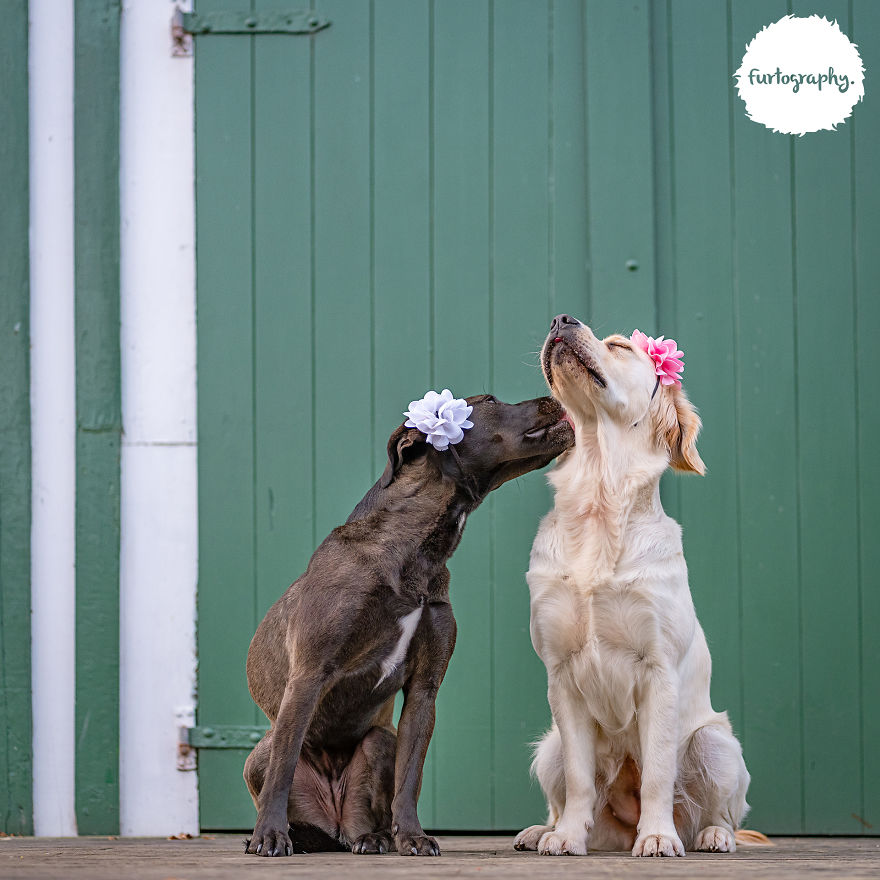11 Wedding Pictures Of Adorable Dog Couples 11 Wedding Pictures Of Adorable Dog Couples