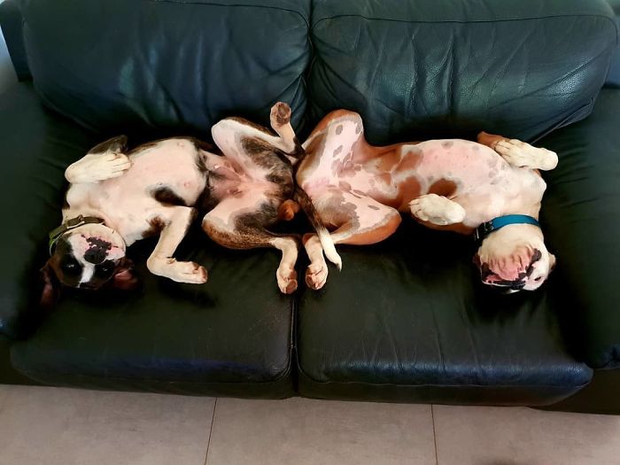 Two adorable boxers lying upside down on a sofa, showing their goofy and charming personalities.