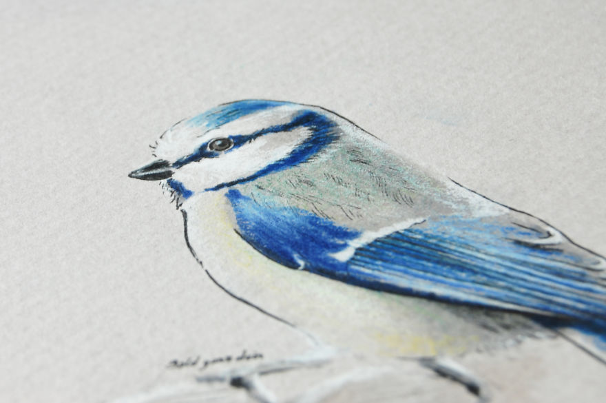 Incredibly Vivid Drawings Show Birds In All Their Beauty