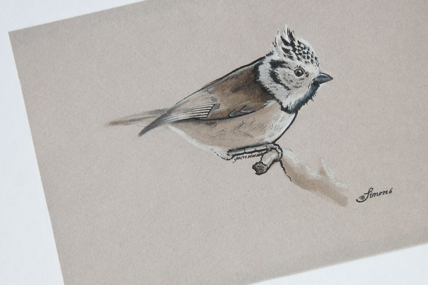 Incredibly Vivid Drawings Show Birds In All Their Beauty