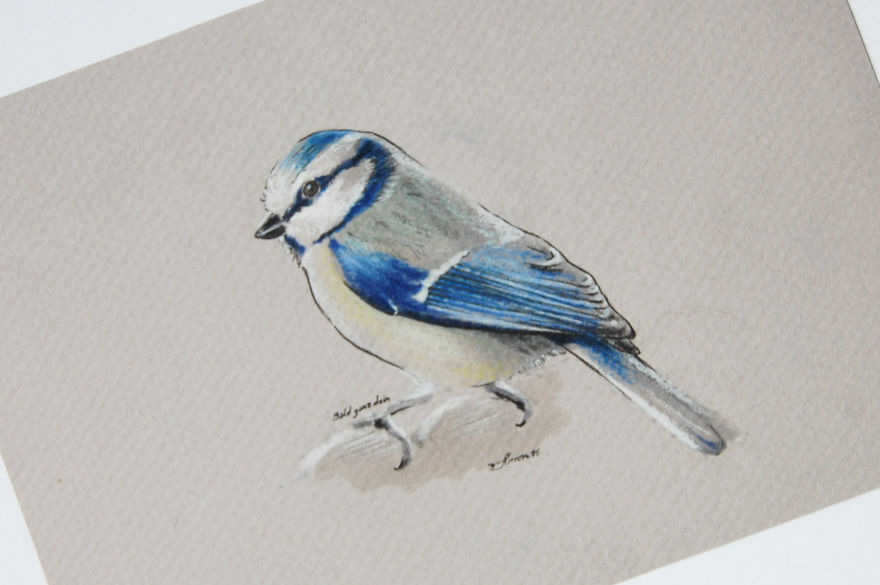 Incredibly Vivid Drawings Show Birds In All Their Beauty