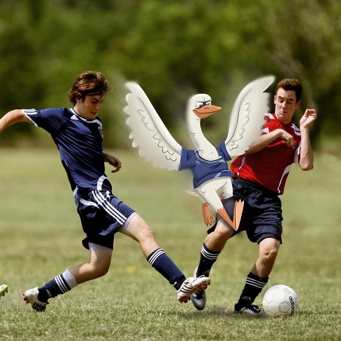 The Ref Checked The Rules And The Blue Tornadoes' Coach Was Right: There Was Nothing In There About Swans, Or Flying