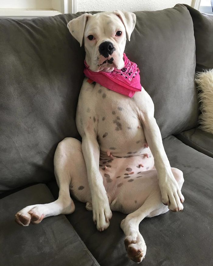 White boxer dog sitting awkwardly on a couch, wearing a pink bandana, showcasing their adorable and quirky nature.