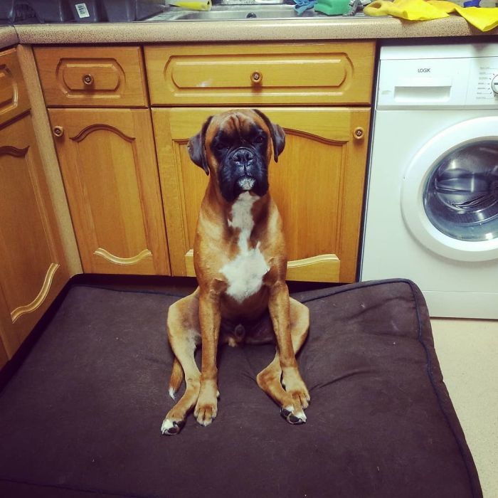 Boxer dog sitting awkwardly on a mat in a kitchen, displaying its adorable and quirky behavior.