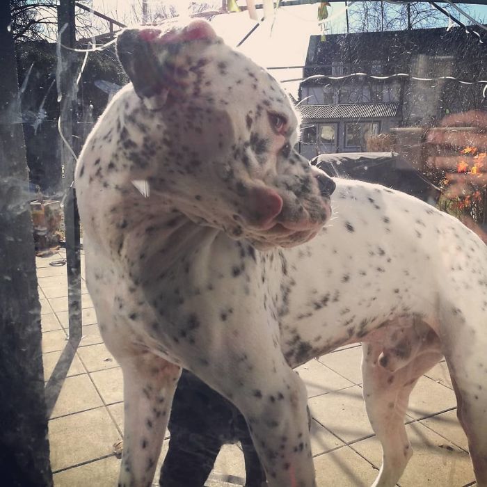 Playful spotted boxer dog pressing its face against glass on a sunny patio, showcasing its quirky and adorable side.