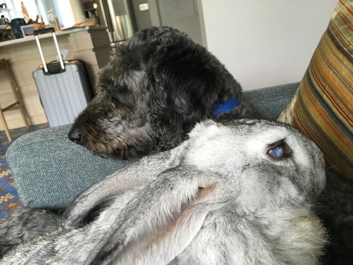 I Run A Small Animal Rescue: This Is What I See Every Day