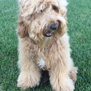 victoria-sofia-moller avatar