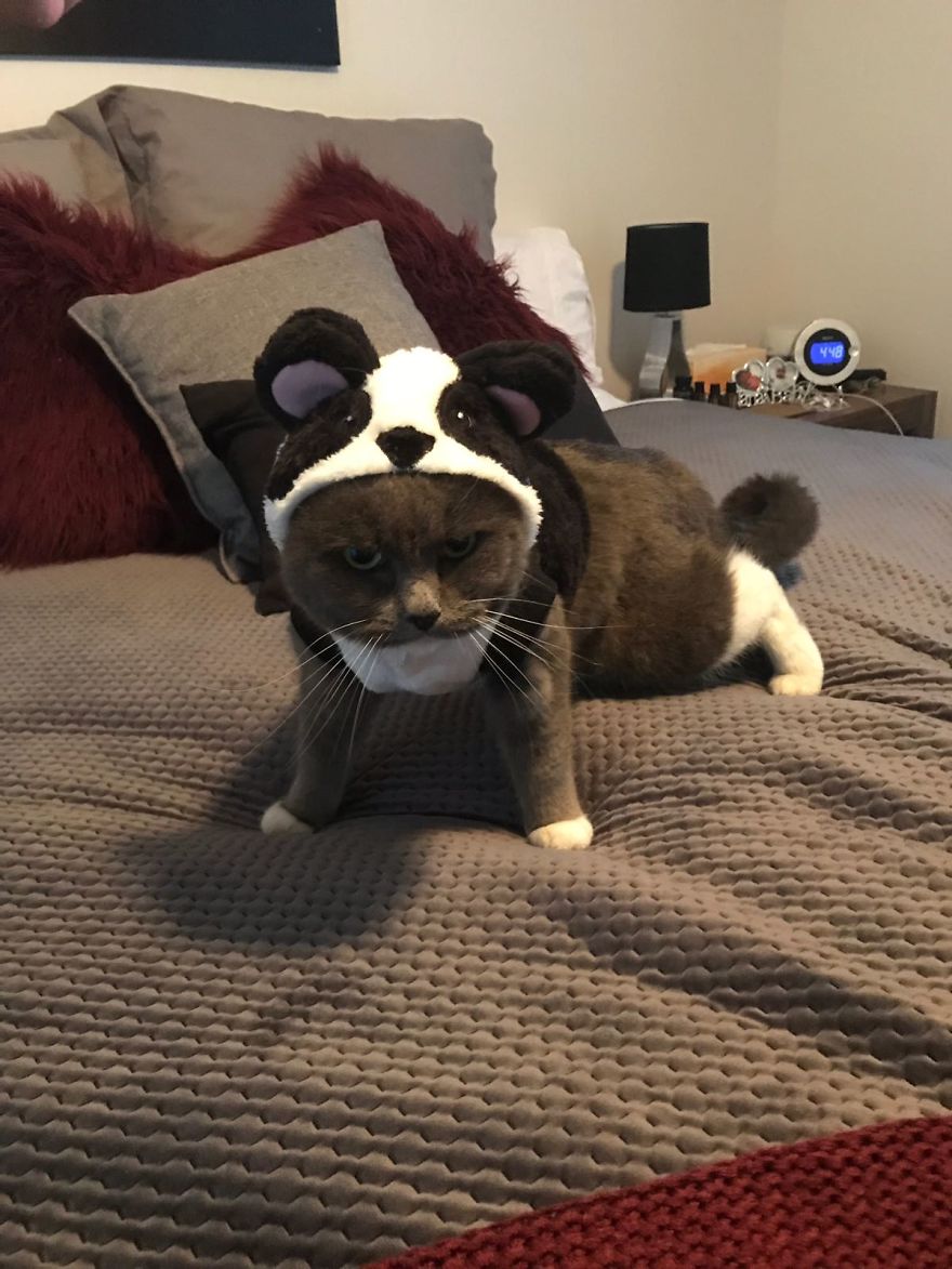 After This, My Moms Cat Went Seeking Out For Revenge