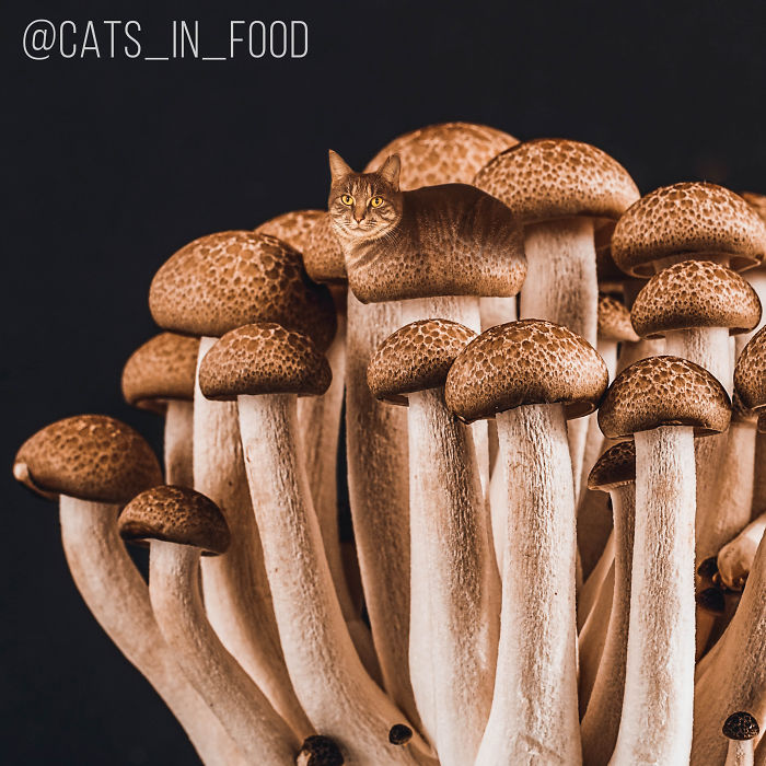 I Photoshop Cats Into Food