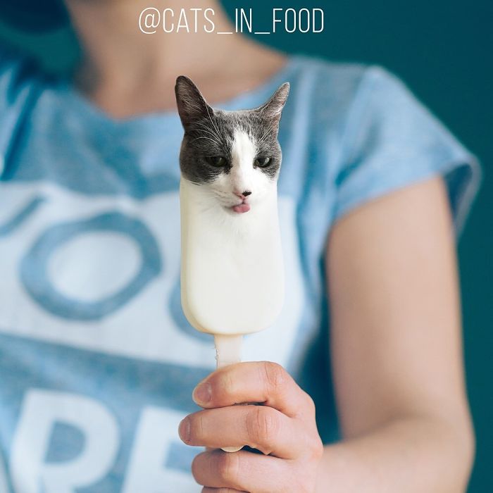 I Photoshop Cats Into Food