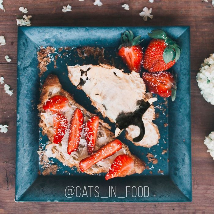 I Photoshop Cats Into Food