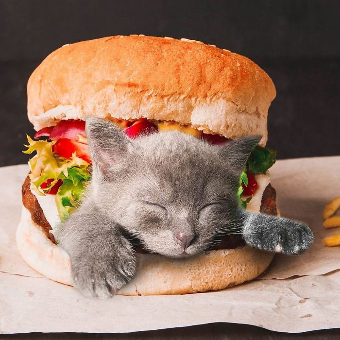 I Photoshop Cats Into Food