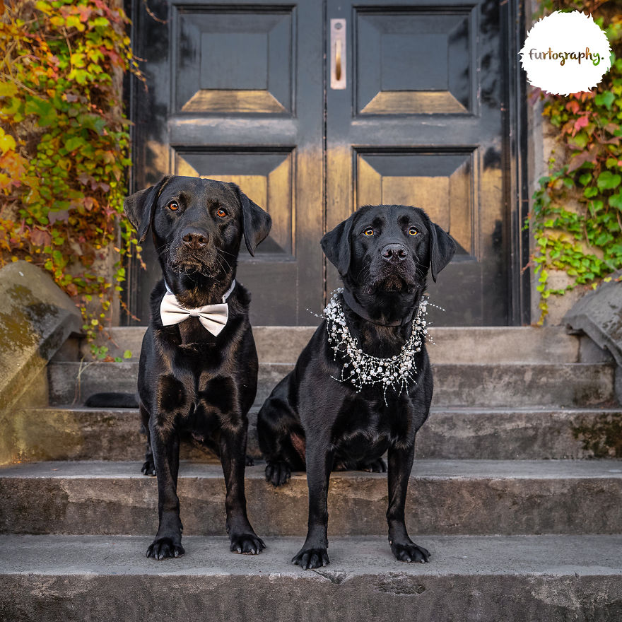 11 Wedding Pictures Of Adorable Dog Couples 11 Wedding Pictures Of Adorable Dog Couples