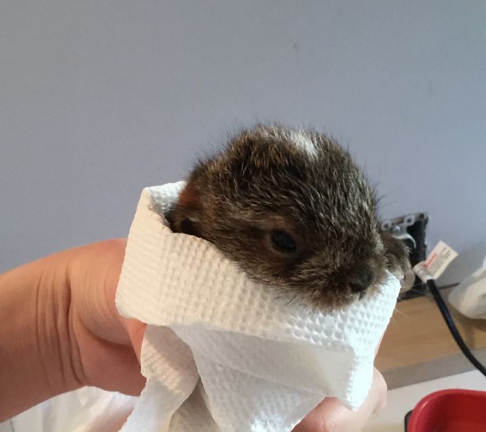 I Run A Small Animal Rescue: This Is What I See Every Day