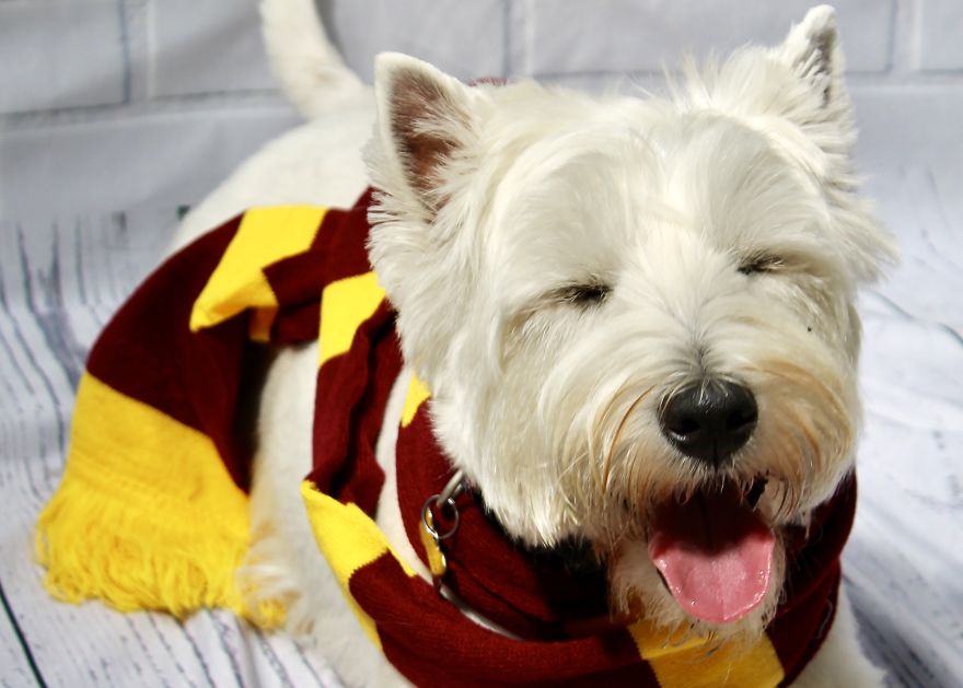 I Took Doggo School Pictures And These Are The Bloopers (So Far!)