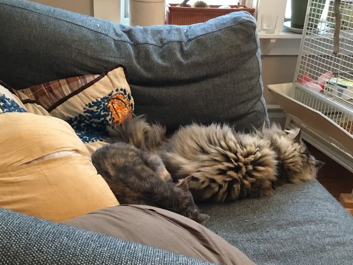 I Run A Small Animal Rescue: This Is What I See Every Day