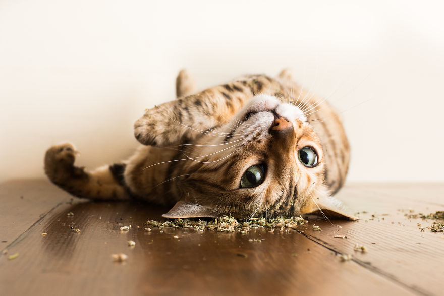 I Take Photos Of Cats High On Catnip.