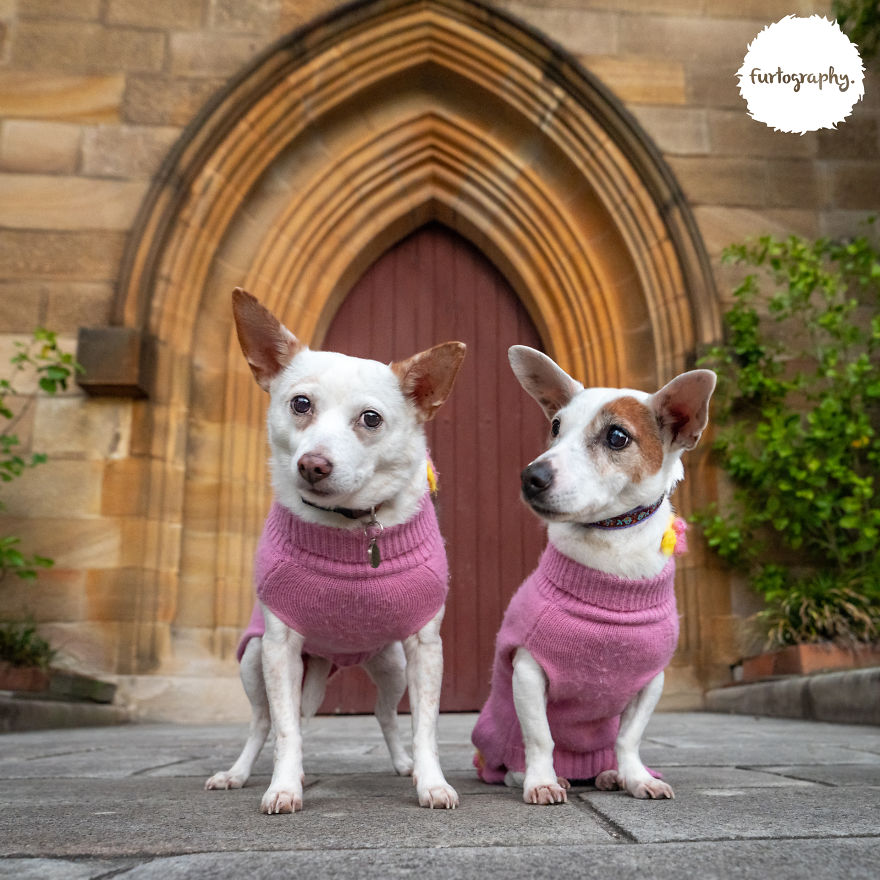 11 Wedding Pictures Of Adorable Dog Couples