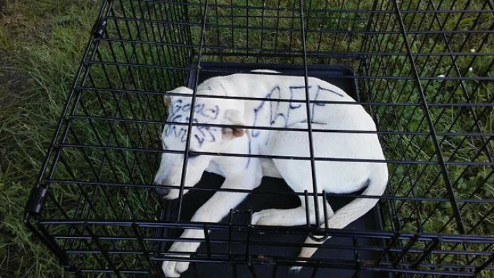 This Abandoned Dog Was Found Locked In A Cage At A Park, But It's Not The Worst Part Of Her Story This Abandoned Dog Was Found Locked In A Cage At A Park, But It's Not The Worst Part Of Her Story