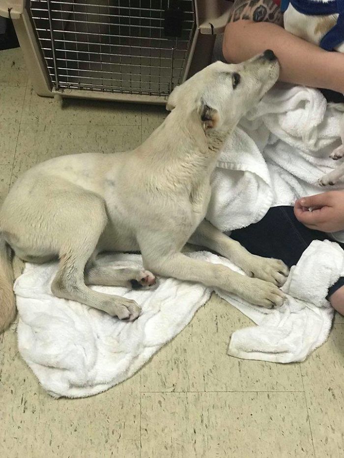 This Abandoned Dog Was Found Locked In A Cage At A Park, But It's Not The Worst Part Of Her Story This Abandoned Dog Was Found Locked In A Cage At A Park, But It's Not The Worst Part Of Her Story
