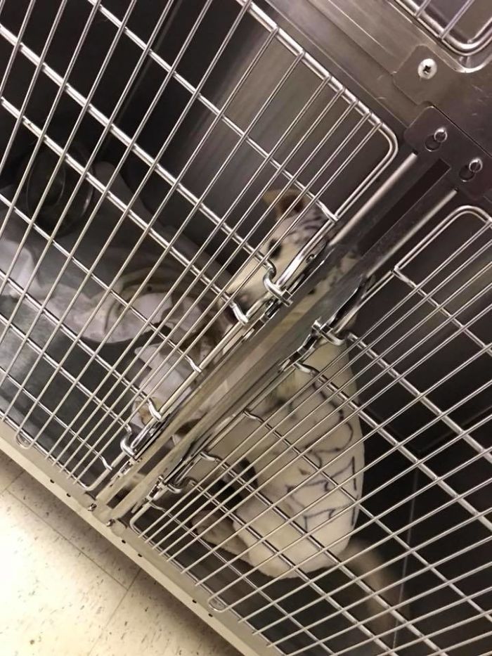 This Abandoned Dog Was Found Locked In A Cage At A Park, But It's Not The Worst Part Of Her Story This Abandoned Dog Was Found Locked In A Cage At A Park, But It's Not The Worst Part Of Her Story