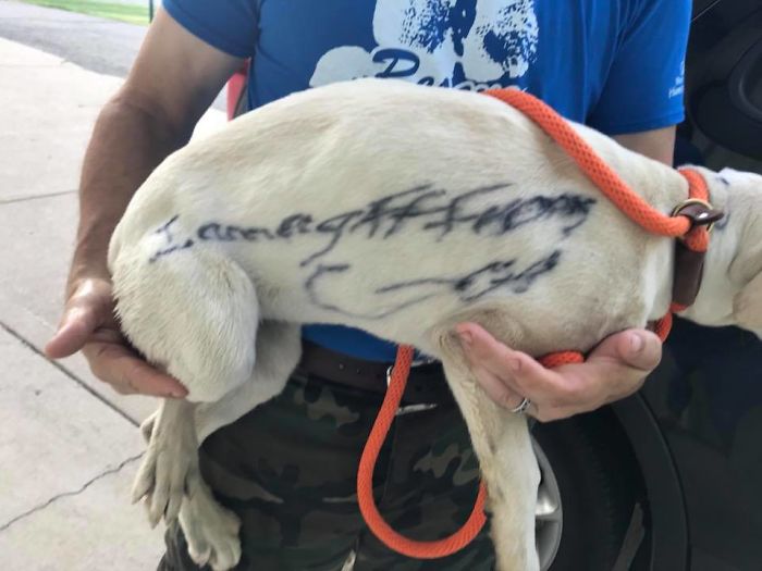 This Abandoned Dog Was Found Locked In A Cage At A Park, But It's Not The Worst Part Of Her Story This Abandoned Dog Was Found Locked In A Cage At A Park, But It's Not The Worst Part Of Her Story