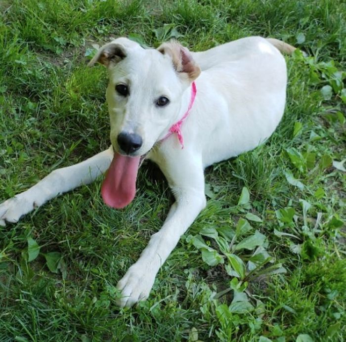 This Abandoned Dog Was Found Locked In A Cage At A Park, But It's Not The Worst Part Of Her Story This Abandoned Dog Was Found Locked In A Cage At A Park, But It's Not The Worst Part Of Her Story