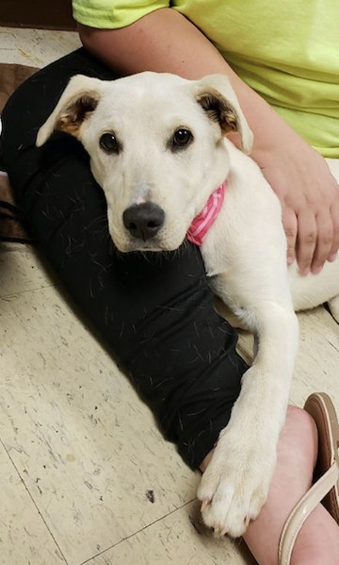 This Abandoned Dog Was Found Locked In A Cage At A Park, But It's Not The Worst Part Of Her Story