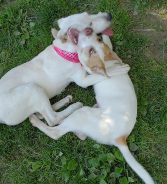 This Abandoned Dog Was Found Locked In A Cage At A Park, But It's Not The Worst Part Of Her Story This Abandoned Dog Was Found Locked In A Cage At A Park, But It's Not The Worst Part Of Her Story