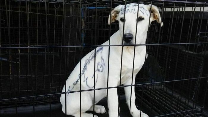This Abandoned Dog Was Found Locked In A Cage At A Park, But It's Not The Worst Part Of Her Story