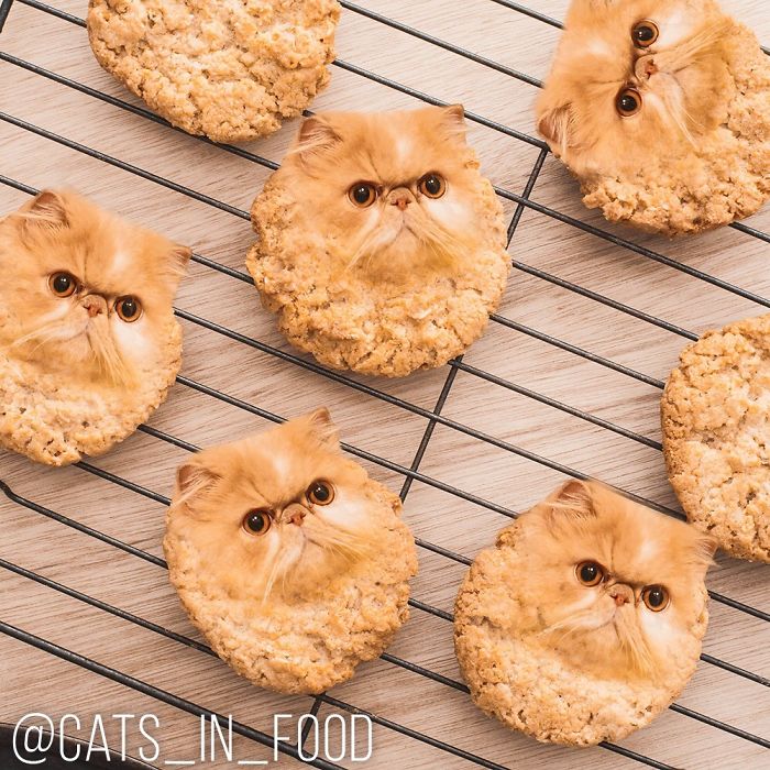 I Photoshop Cats Into Food