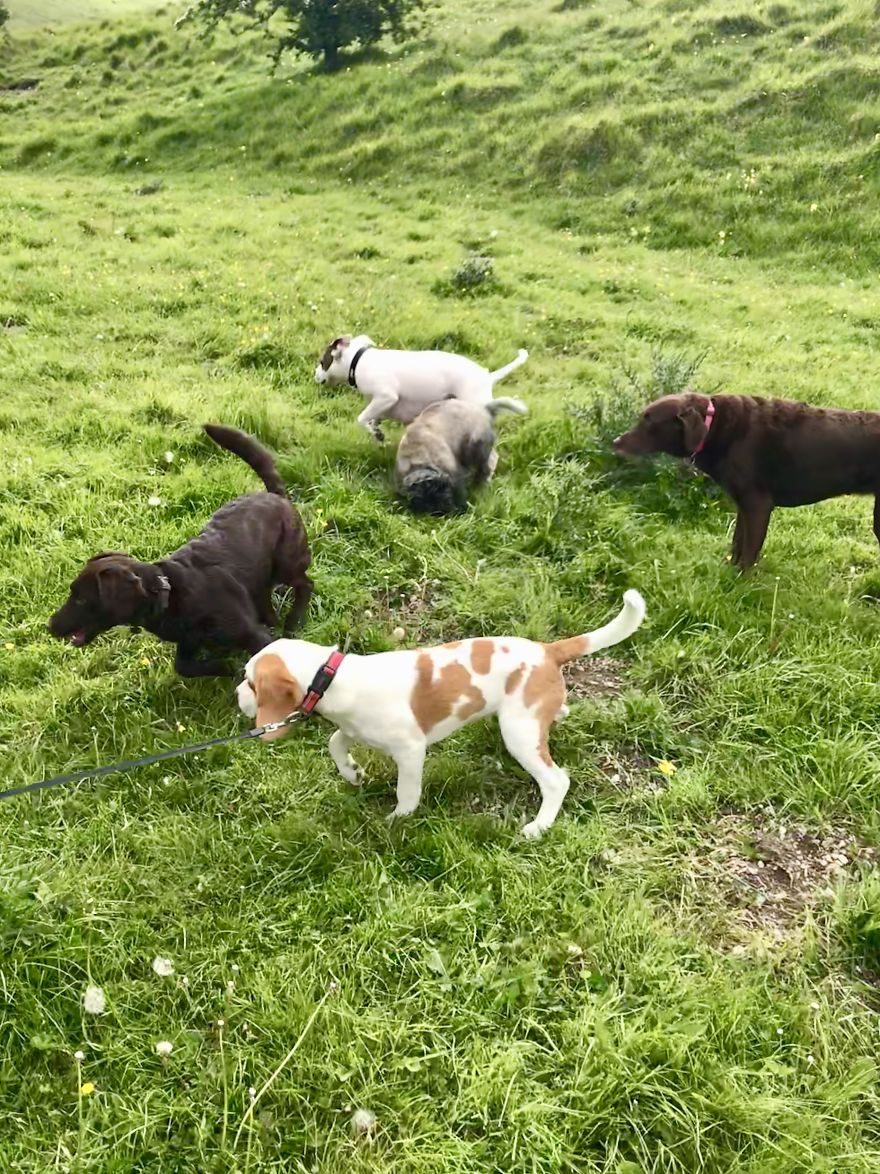 We Took Our Daycare Dogs On A School Trip We Took Our Daycare Dogs On A School Trip