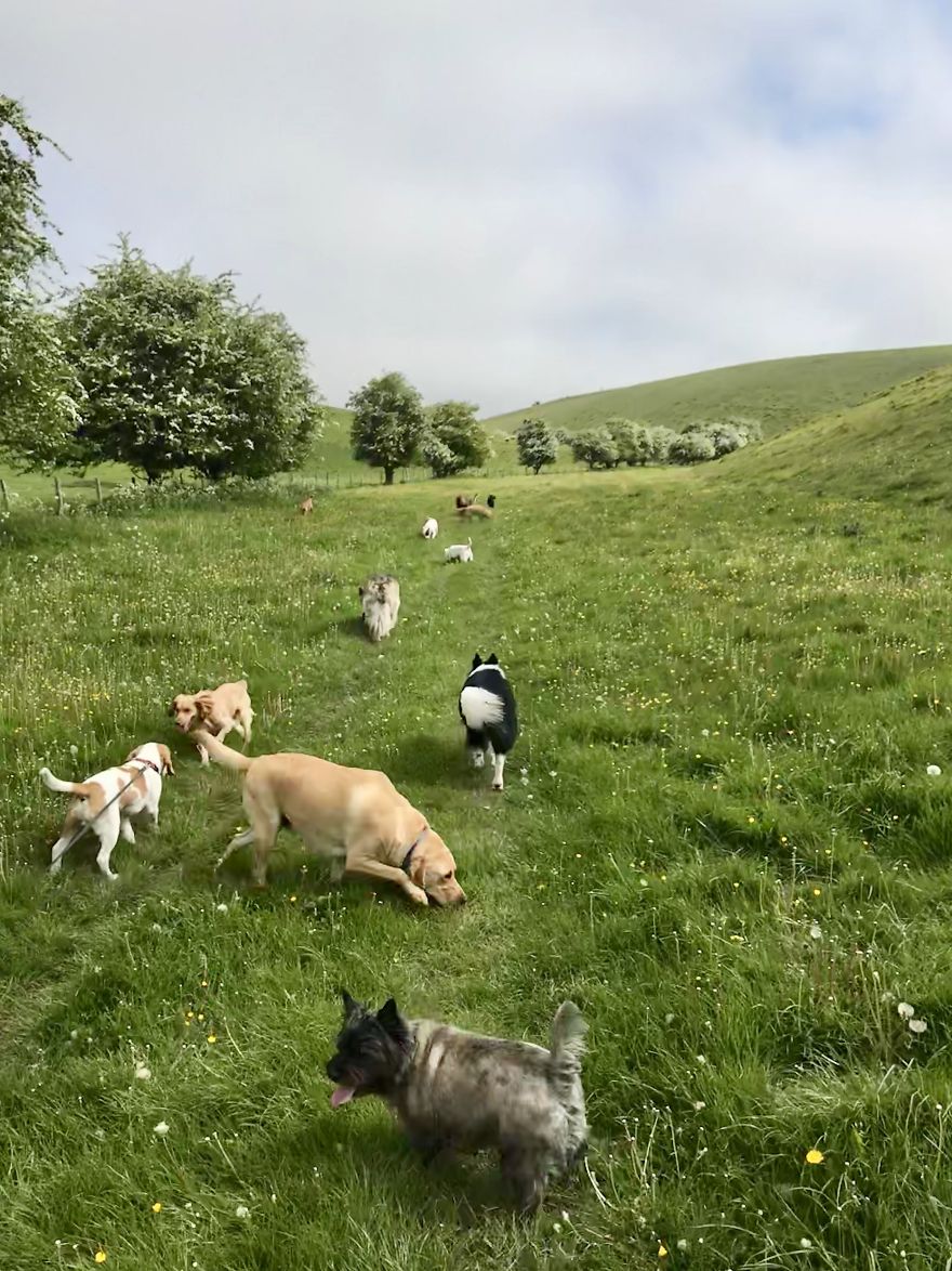 We Took Our Daycare Dogs On A School Trip We Took Our Daycare Dogs On A School Trip