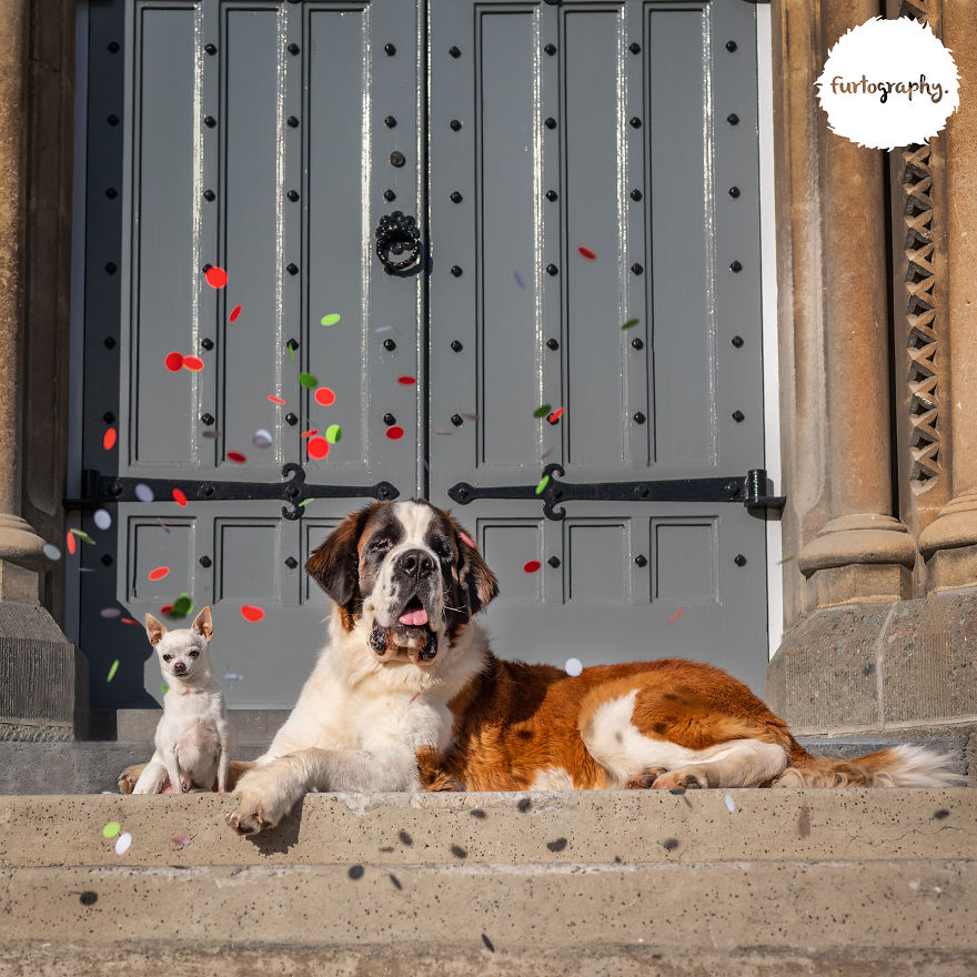 11 Wedding Pictures Of Adorable Dog Couples 11 Wedding Pictures Of Adorable Dog Couples