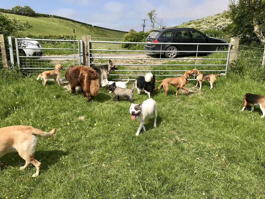 We Took Our Daycare Dogs On A School Trip We Took Our Daycare Dogs On A School Trip