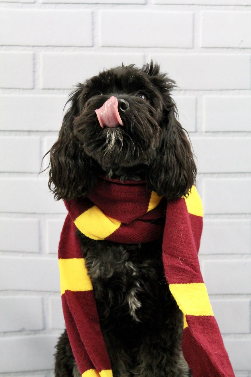 I Took Doggo School Pictures And These Are The Bloopers (So Far!)