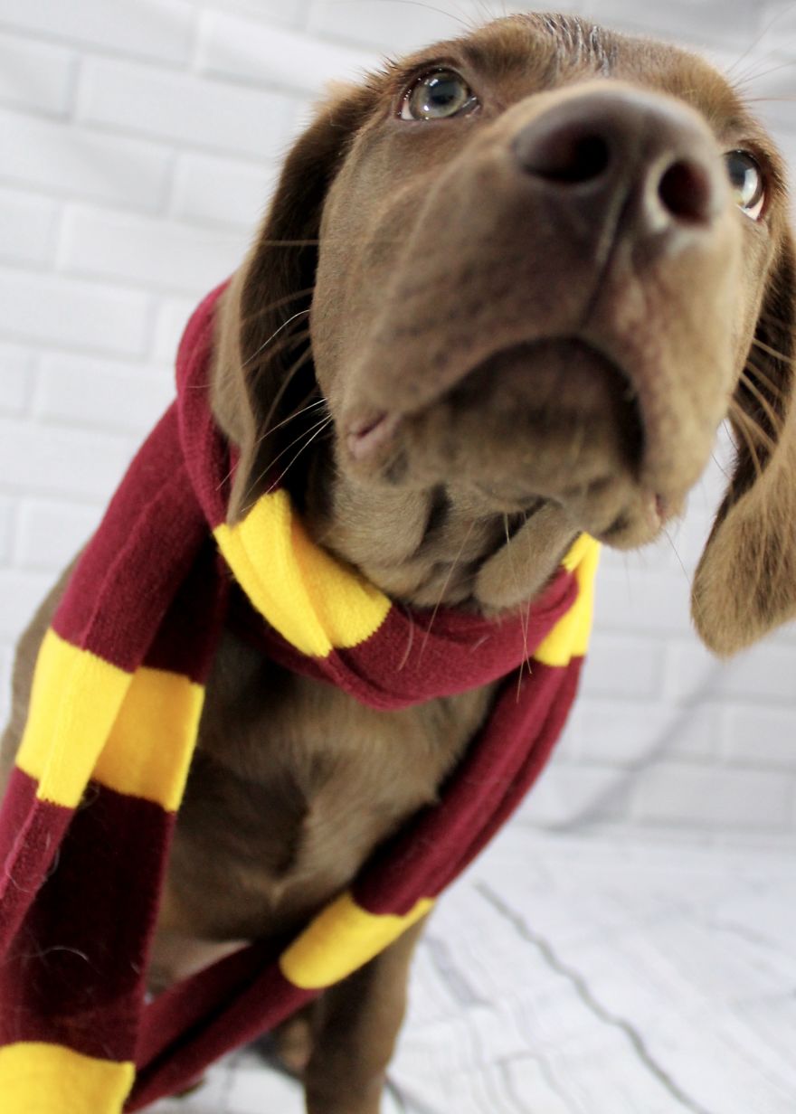 I Took Doggo School Pictures And These Are The Bloopers (So Far!)