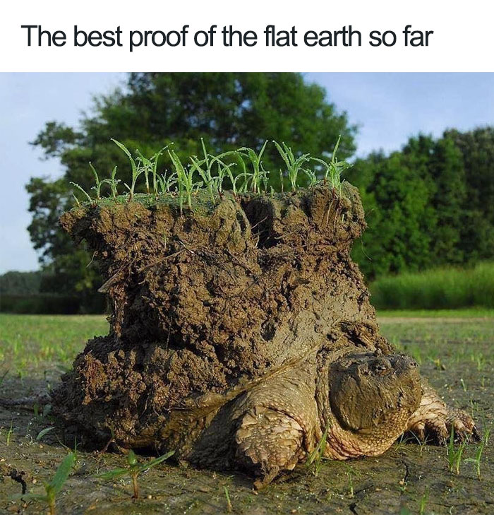 Old turtle With mud and grass on his shell 