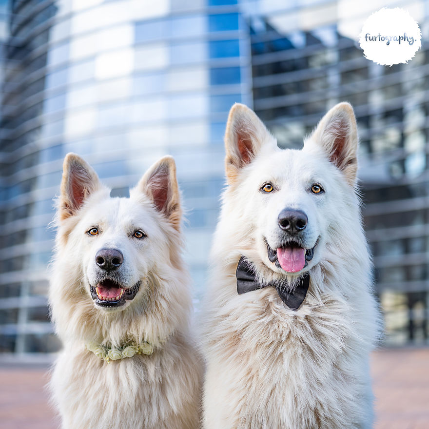 11 Wedding Pictures Of Adorable Dog Couples 11 Wedding Pictures Of Adorable Dog Couples