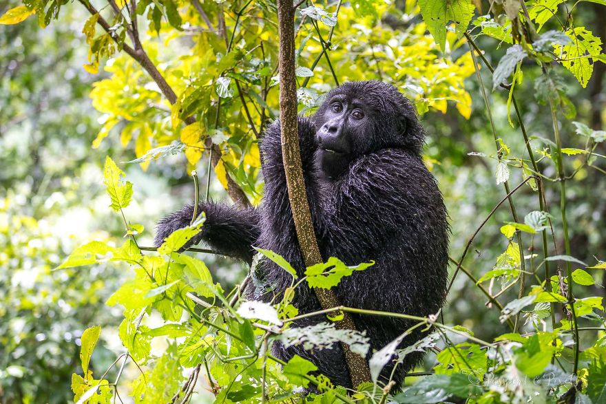I Went Gorilla Tracking In The Pouring Rain In Uganda And Got Very Wet (But It Was Amazing) I Went Gorilla Tracking In The Pouring Rain In Uganda And Got Very Wet (But It Was Amazing)