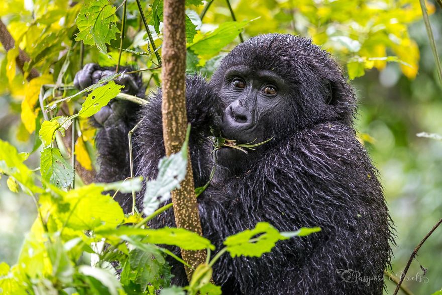 I Went Gorilla Tracking In The Pouring Rain In Uganda And Got Very Wet (But It Was Amazing)