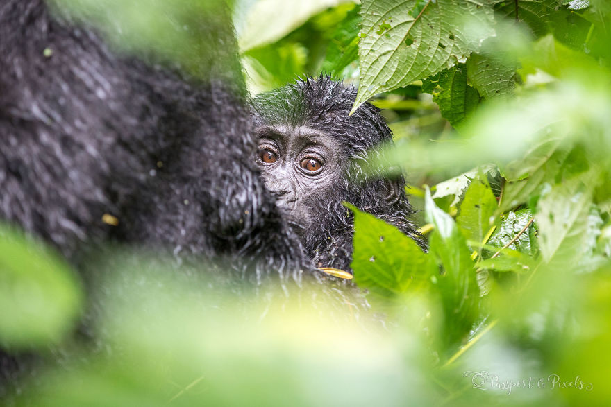 I Went Gorilla Tracking In The Pouring Rain In Uganda And Got Very Wet (But It Was Amazing) I Went Gorilla Tracking In The Pouring Rain In Uganda And Got Very Wet (But It Was Amazing)